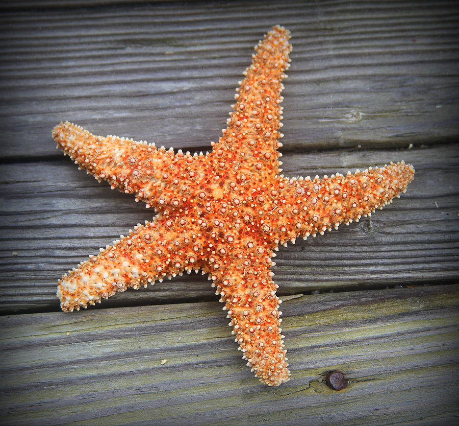 Fish Photograph - Sea Star on Deck 2 by Cathy Lindsey