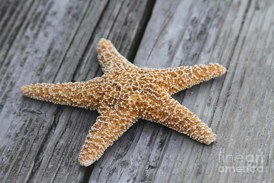 Fish Photograph - Sea Star on Deck by Cathy Lindsey