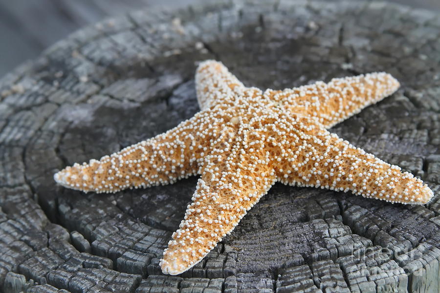 Fish Photograph - Sea Star on Post by Cathy Lindsey