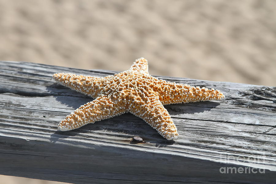 Fish Photograph - Sea Star on Railing by Cathy Lindsey