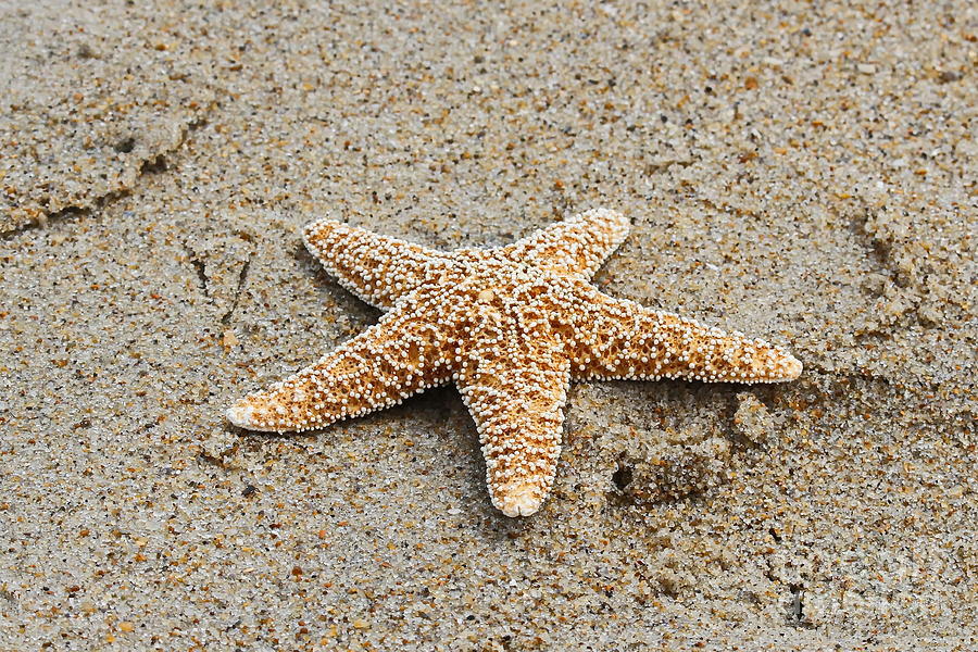 Fish Photograph - Sea Star on Sand by Cathy Lindsey