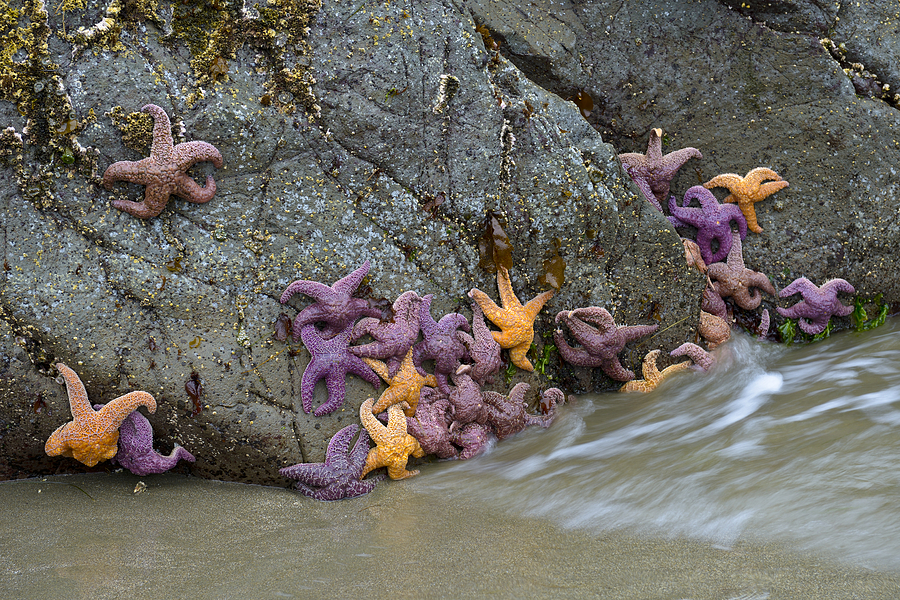 Sea Star Party Photograph by Loree Johnson