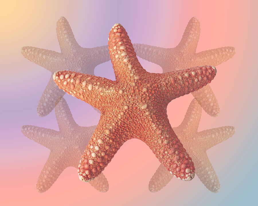 Fish Photograph - Sea Star Pastels by Gill Billington