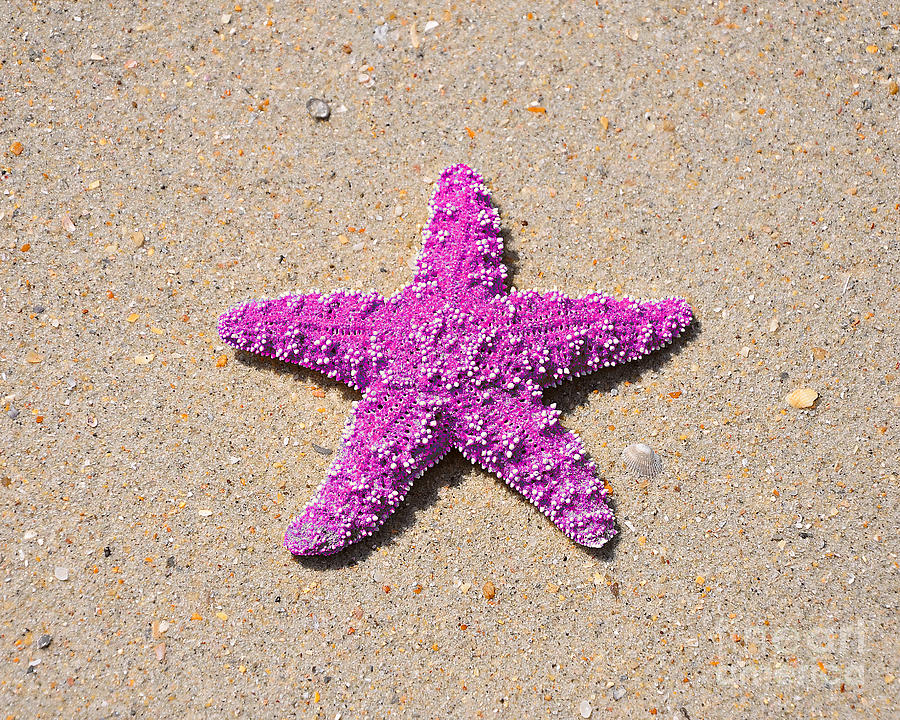 Sea Star - Pink Photograph by Al Powell Photography USA