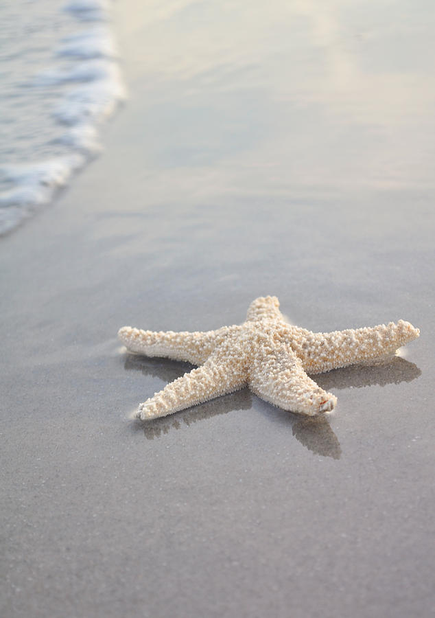 Beach Photograph - Sea Star by Samantha Leonetti