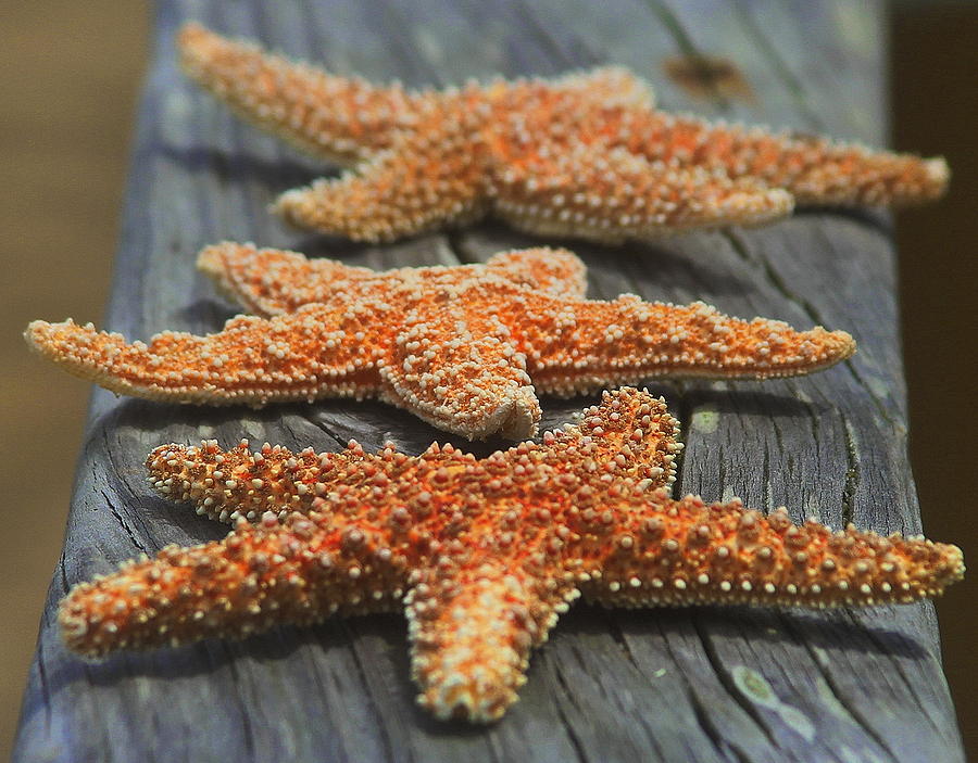 Fish Photograph - Sea Star Trio 2  by Cathy Lindsey