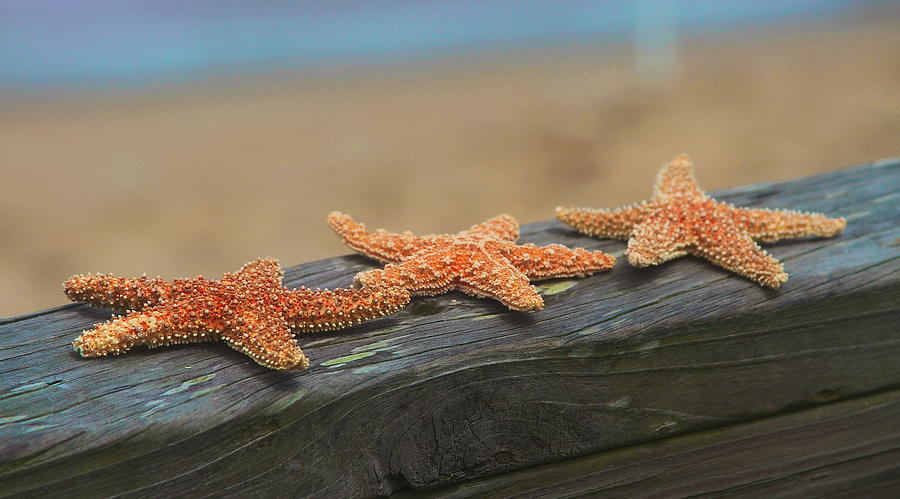 Fish Photograph - Sea Star Trio by Cathy Lindsey