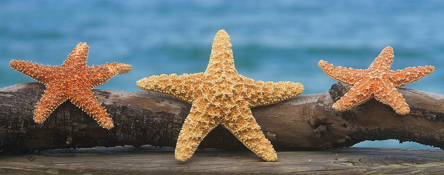 Fish Photograph - Sea Star Trio on Driftwood by Cathy Lindsey