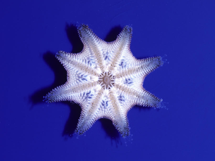 Sea Star, Ventral Side Photograph by Newman & Flowers