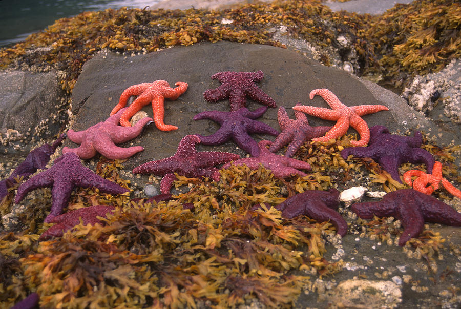 Sea Stars At Low Tide Photograph by Nancy Sefton