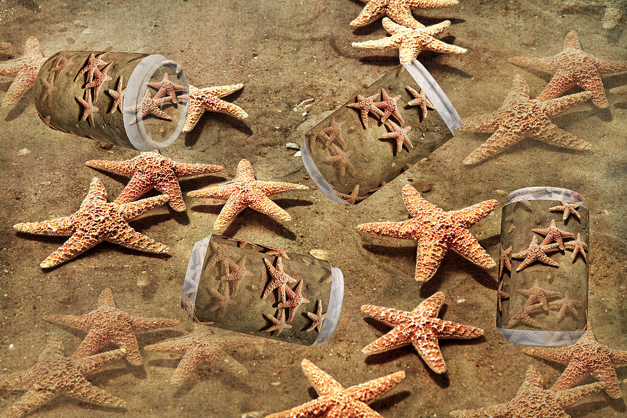 Fish Digital Art - Sea Stars by Betsy Knapp