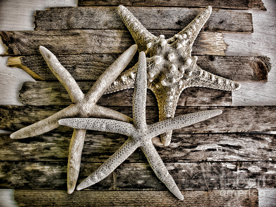 Sea Stars Photograph by Colleen Kammerer