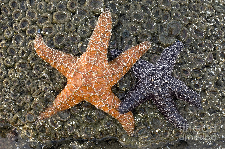 Sea Stars Photograph by John Shaw