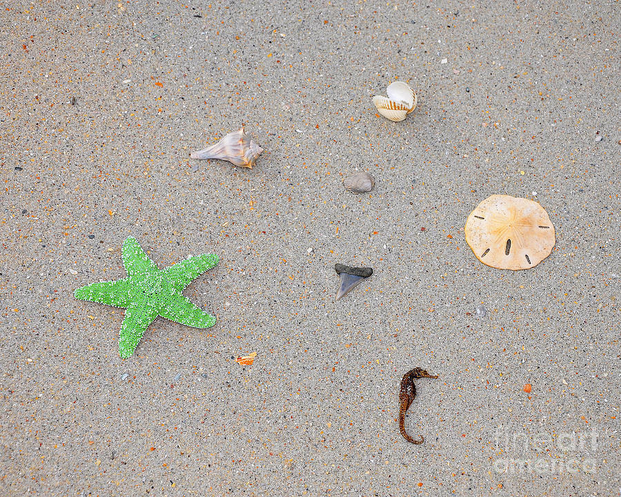 Sea Swag - Green Photograph by Al Powell Photography USA