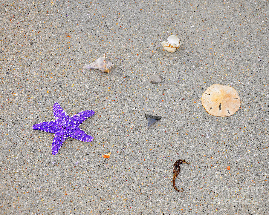 Sea Swag - Purple Photograph by Al Powell Photography USA