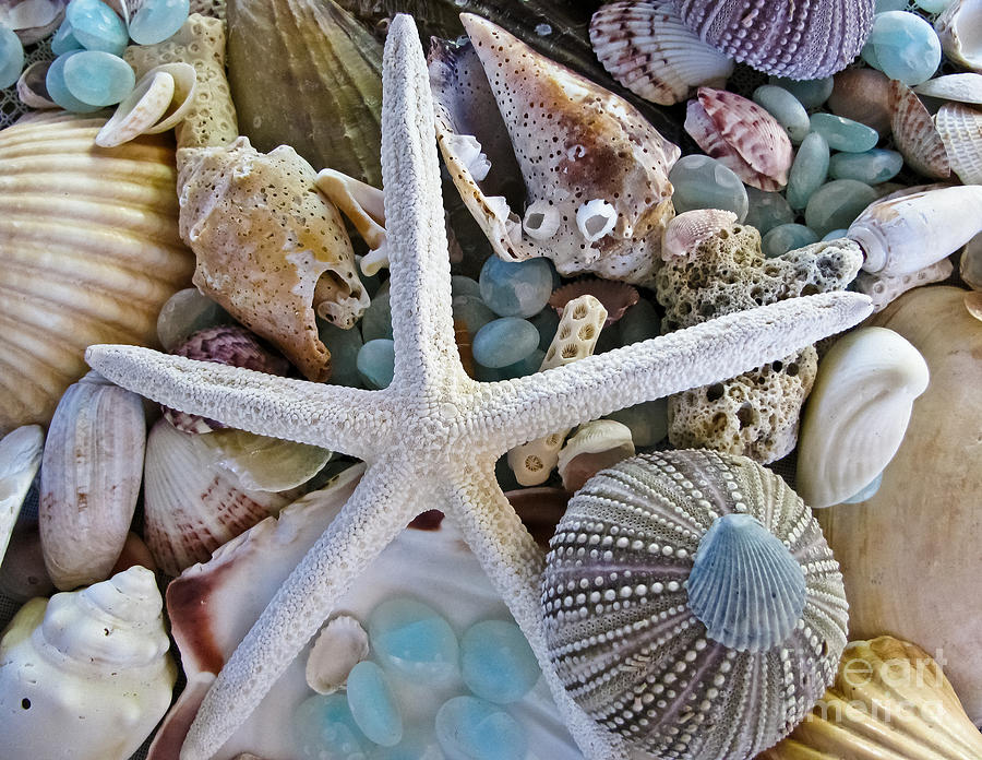 Seashells Photograph - Sea Treasure by Colleen Kammerer