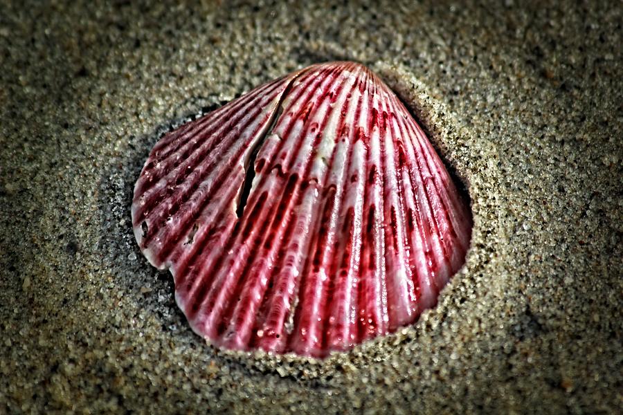 Shell Photograph - Sea treasure by Eti Reid