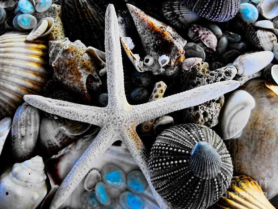 Sea Treasure II Photograph by Colleen Kammerer