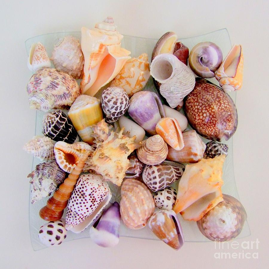 Sea Treasures Photograph by Mary Deal