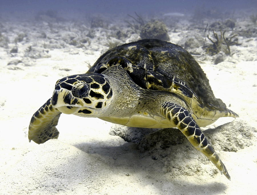 Sea Turtle Photograph by Amy McDaniel