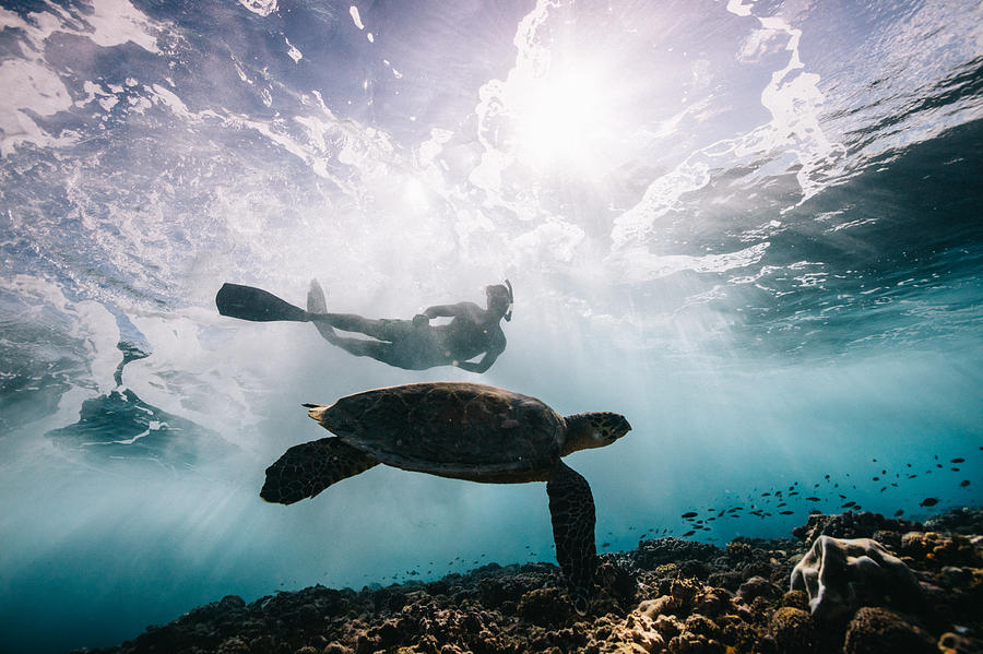 Sea Turtle and Surfer Photograph by Matt Porteous