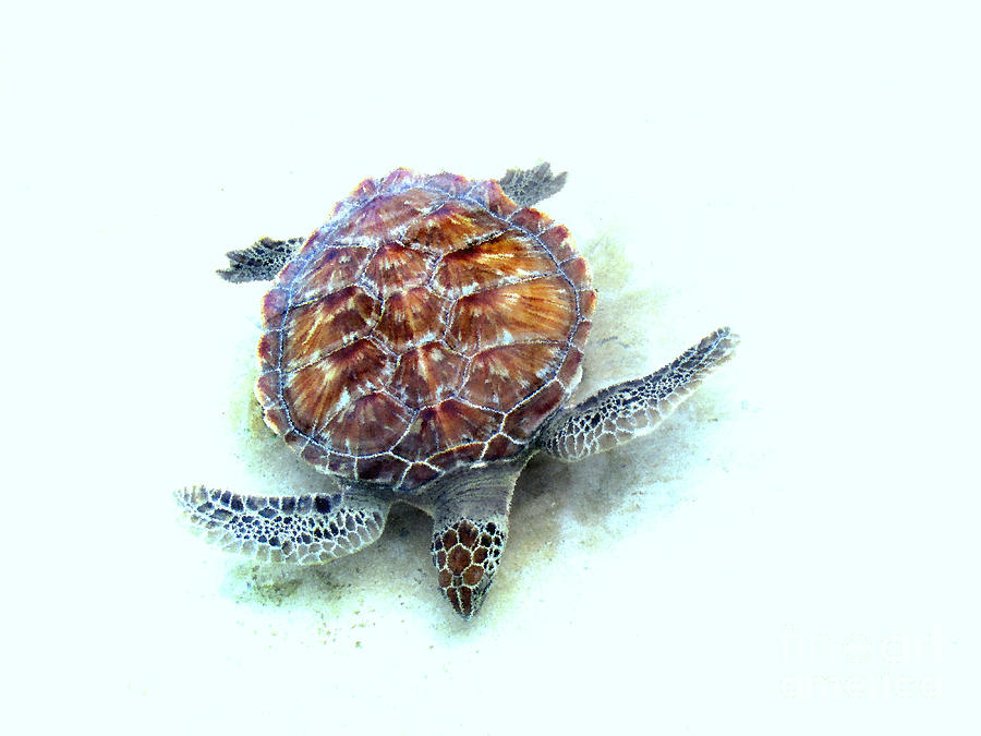 Sea Turtle Photograph by Ann Powell
