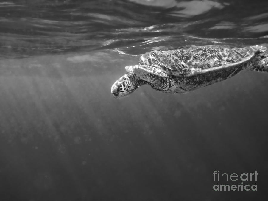 Sea Turtle Photograph by Baywest Imaging