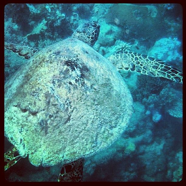Turtle Photograph - Sea Turtle #beautiful #bestoftheday by Hauke Eggert