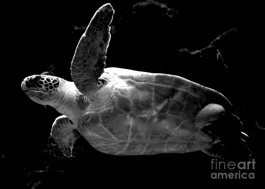 Sea Turtle - Black and White Photograph by Carol Groenen