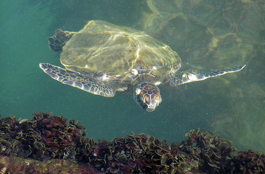 Sea Turtle Cabbage Photograph by Adam Johnson
