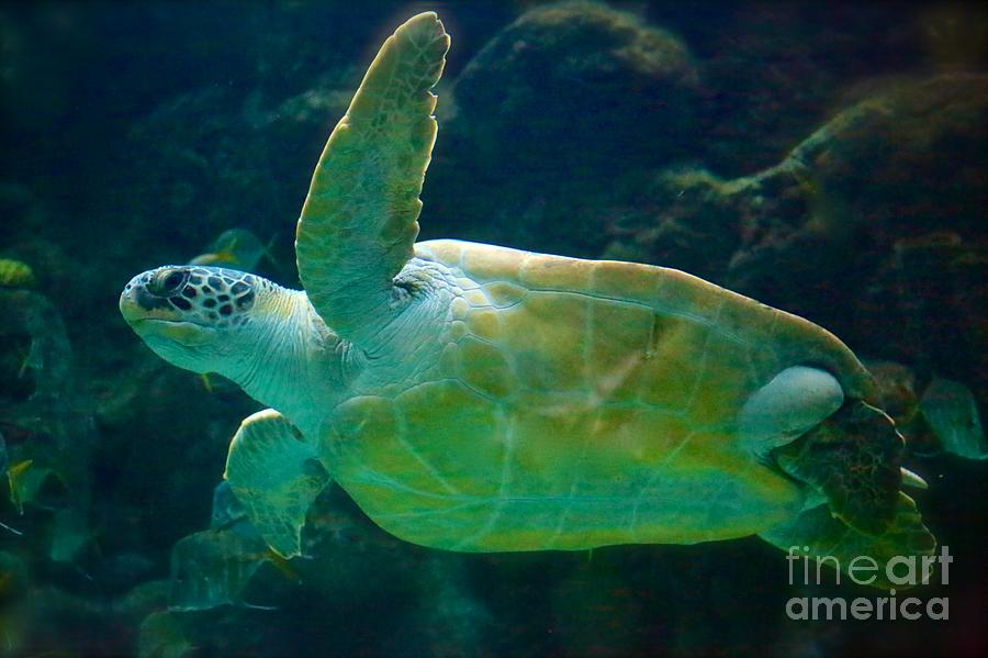 Sea Turtle  Photograph by Carol Groenen