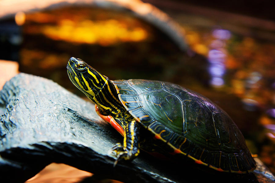 Sea Turtle Painting by Celestial Images | Fine Art America