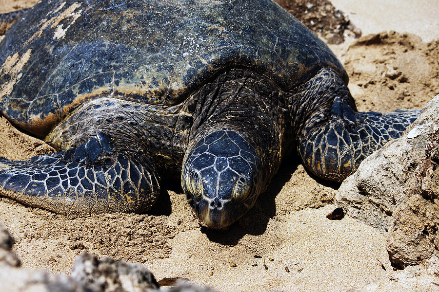 Sea Turtle Photograph by Edward Hawkins II