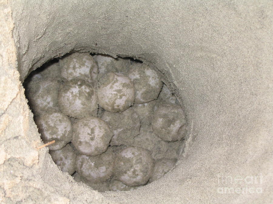 Sea Turtle Eggs In The Sand Nest Photograph by Paddy Shaffer