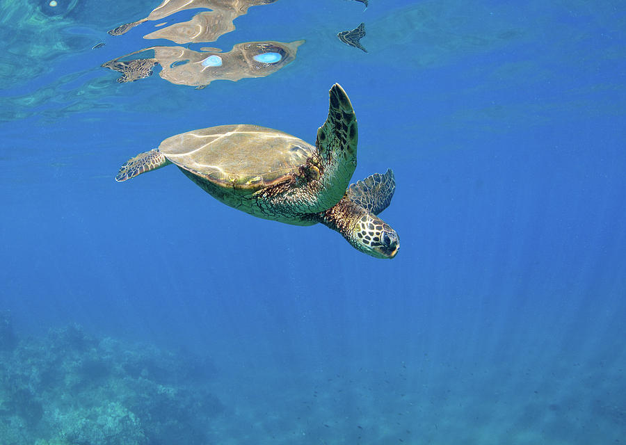 Sea Turtle Flying by M Swiet Productions