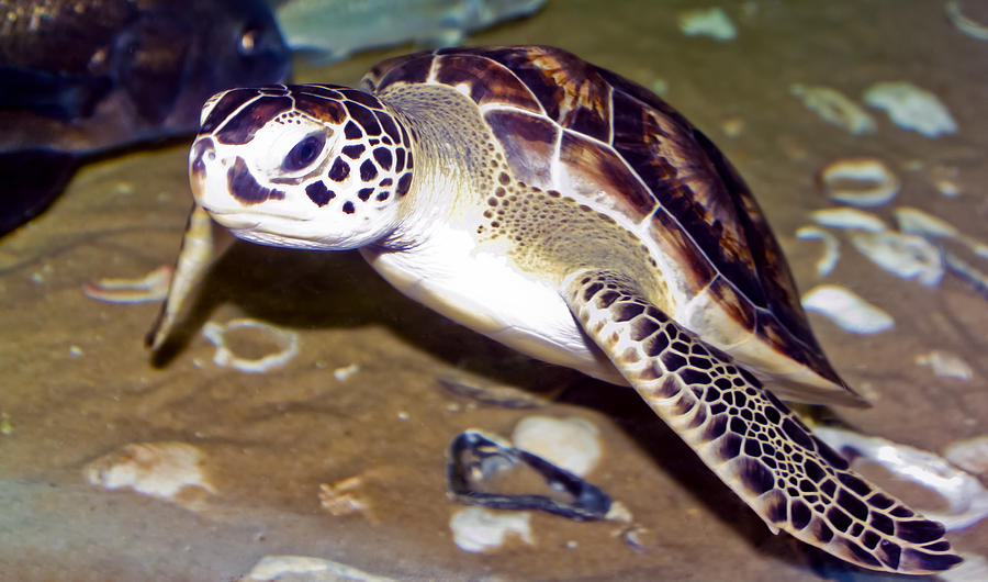 Turtle Photograph - Sea Turtle by Greg Reed