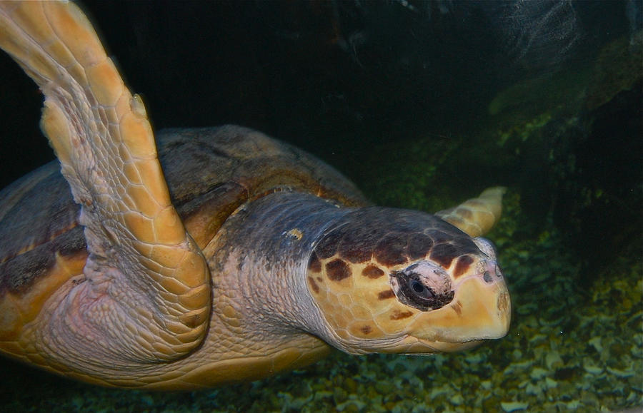 Sea Turtle by Greg Vizzi Sea Turtle by Greg Vizzi
