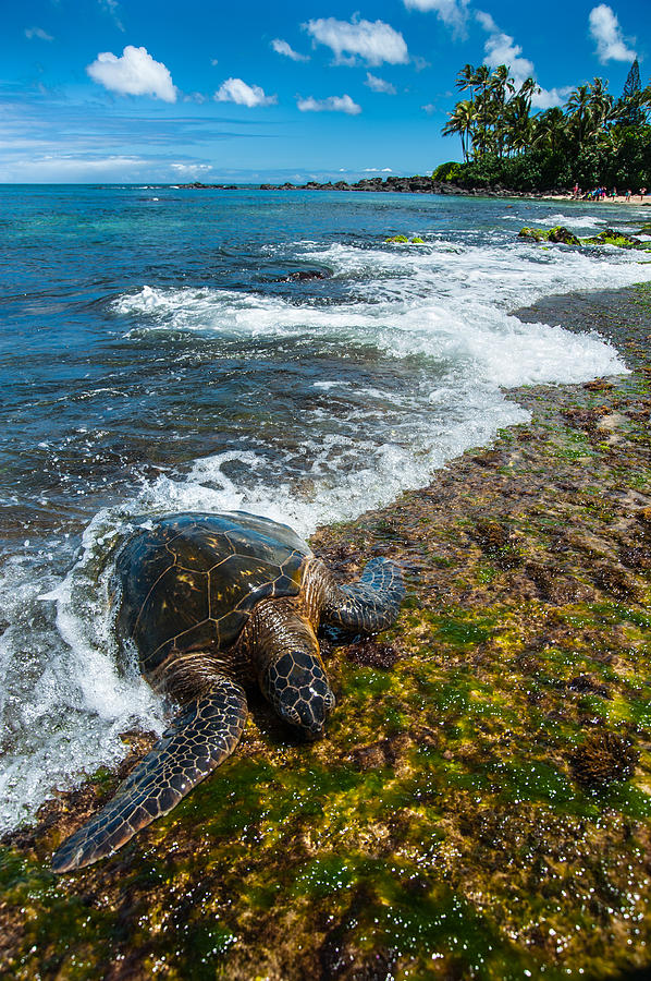 Sea Turtle Photograph by Harry Spitz