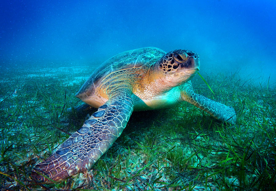 Sea turtle Photograph by Hocus-focus