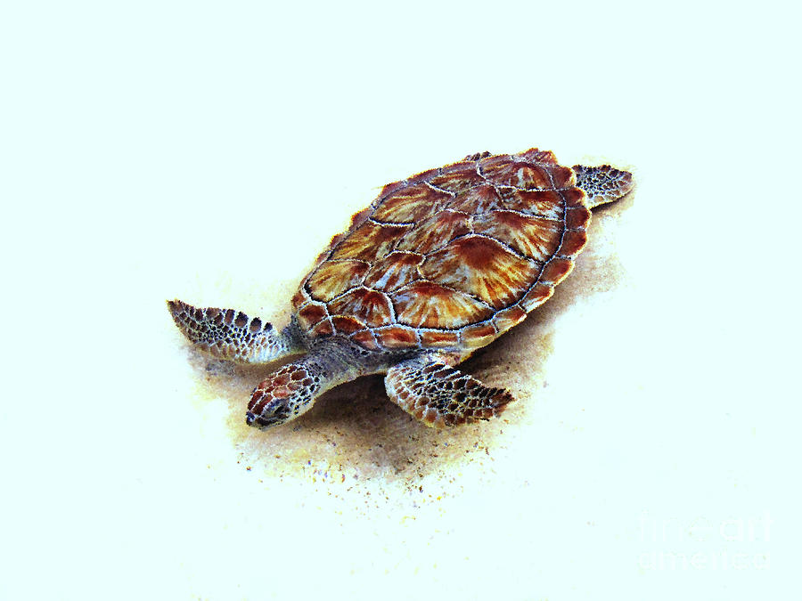 Turtle Photograph - Sea turtle II by Ann Powell