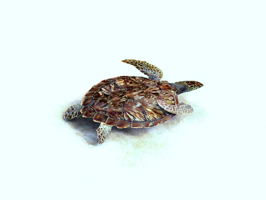 Sea Turtle III Photograph by Ann Powell