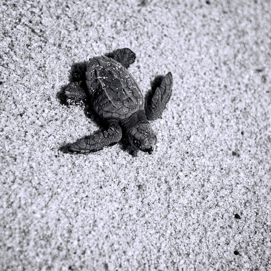 Sea Turtle in Black and White Photograph by Sebastian Musial