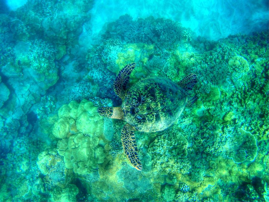 Sea Turtle in Flight - Maui - Hawaii Photograph by Bruce Friedman