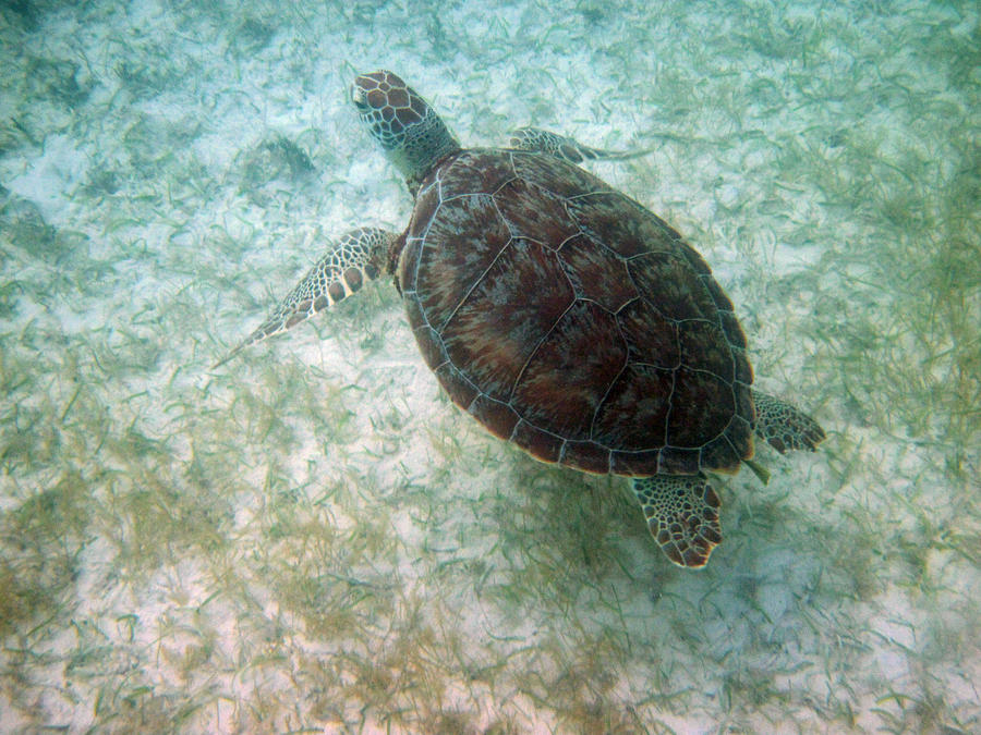 Sea Turtle Photograph by Jaimie Beach