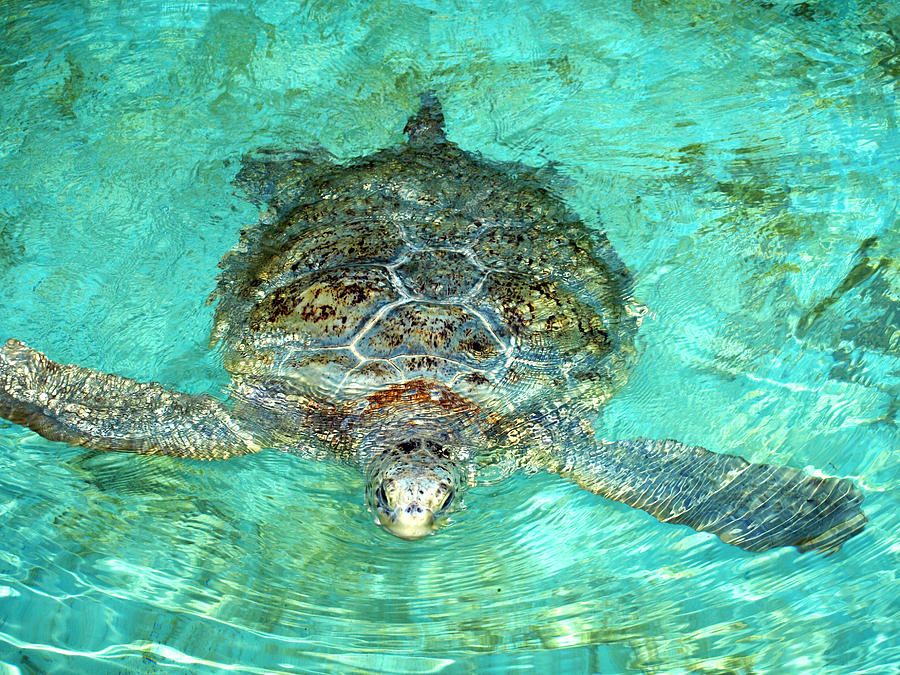 Single Sea Turtle Swimming Through the Water Photograph by Jessica ...