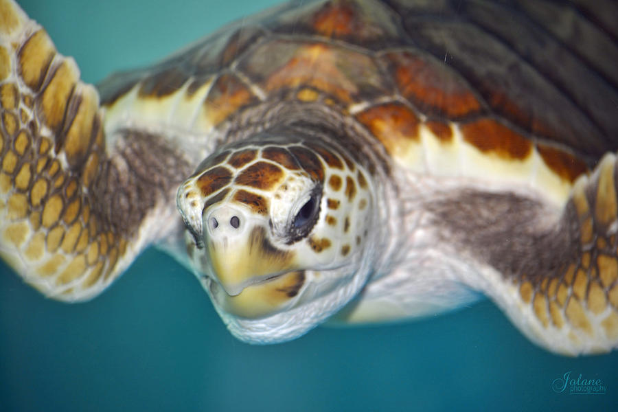 Sea Turtle Photograph by Jody Lane