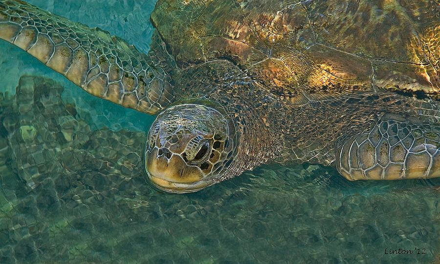 Sea Turtle Photograph by Larry Linton
