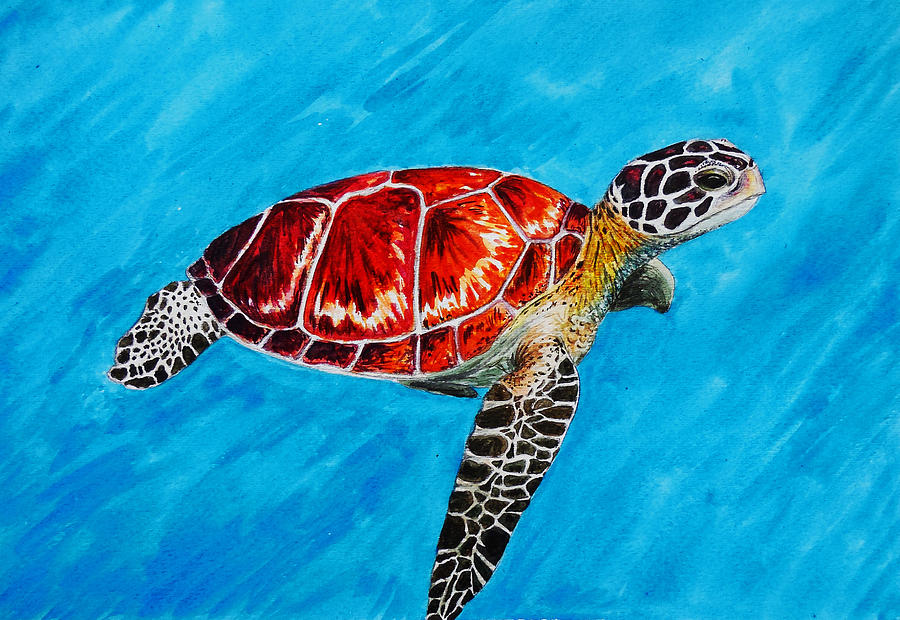 Hawksbill Sea Turtle Painting by Molly Good - Fine Art America