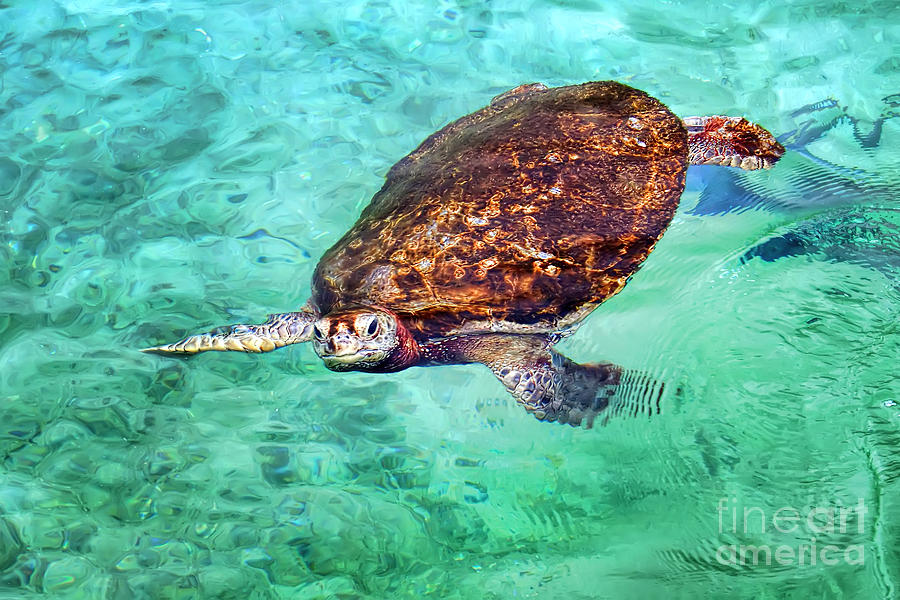 Sea Turtle Photograph by Olga Hamilton