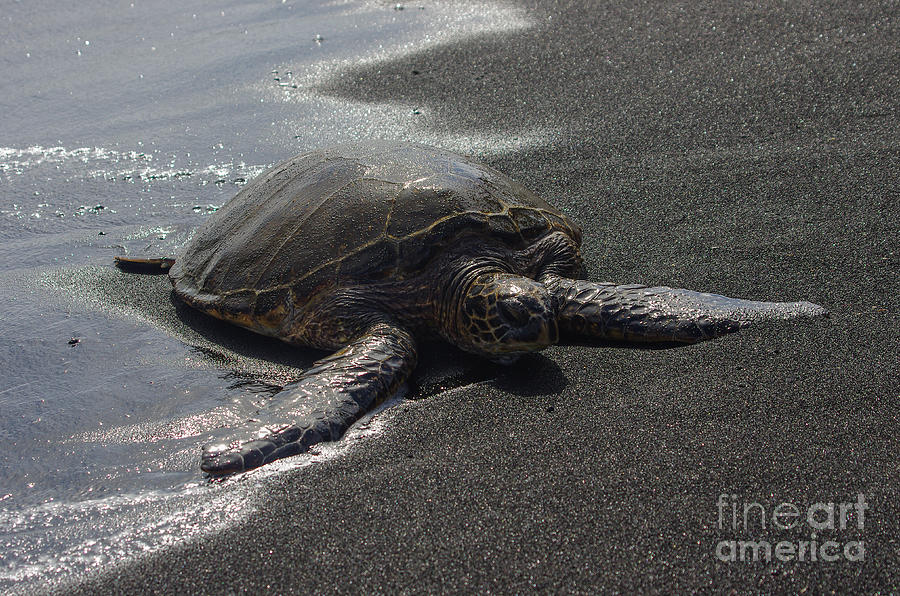 Punalu'u Black Sand Beach Photograph - Sea Turtle on Black Sand  5.2130 by Stephen Parker